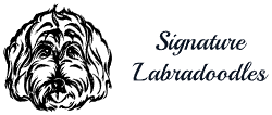 Signature Labradoodles