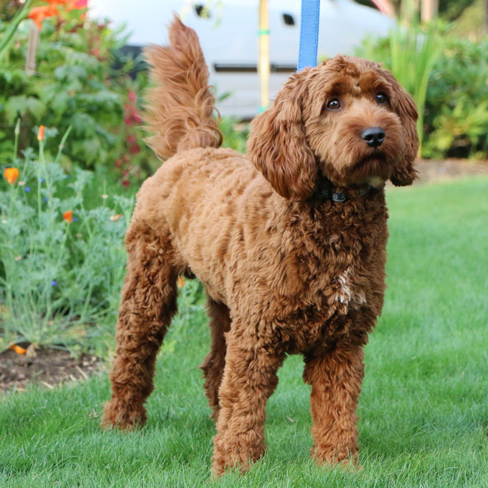 Jethro - A Signature Labradoodles Stud Boy