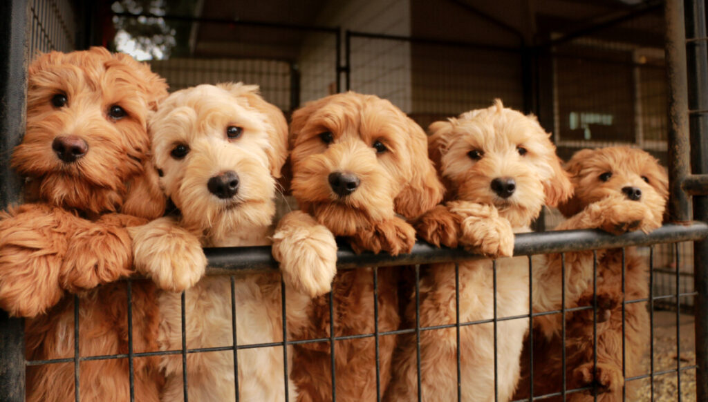 Five fluffy apricot and cream-colored Labradoodle puppies sitting in a row behind a metal gate, looking curiously at the camera.
